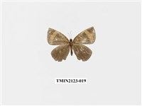 藏品(帶錨紋蛾)的圖片